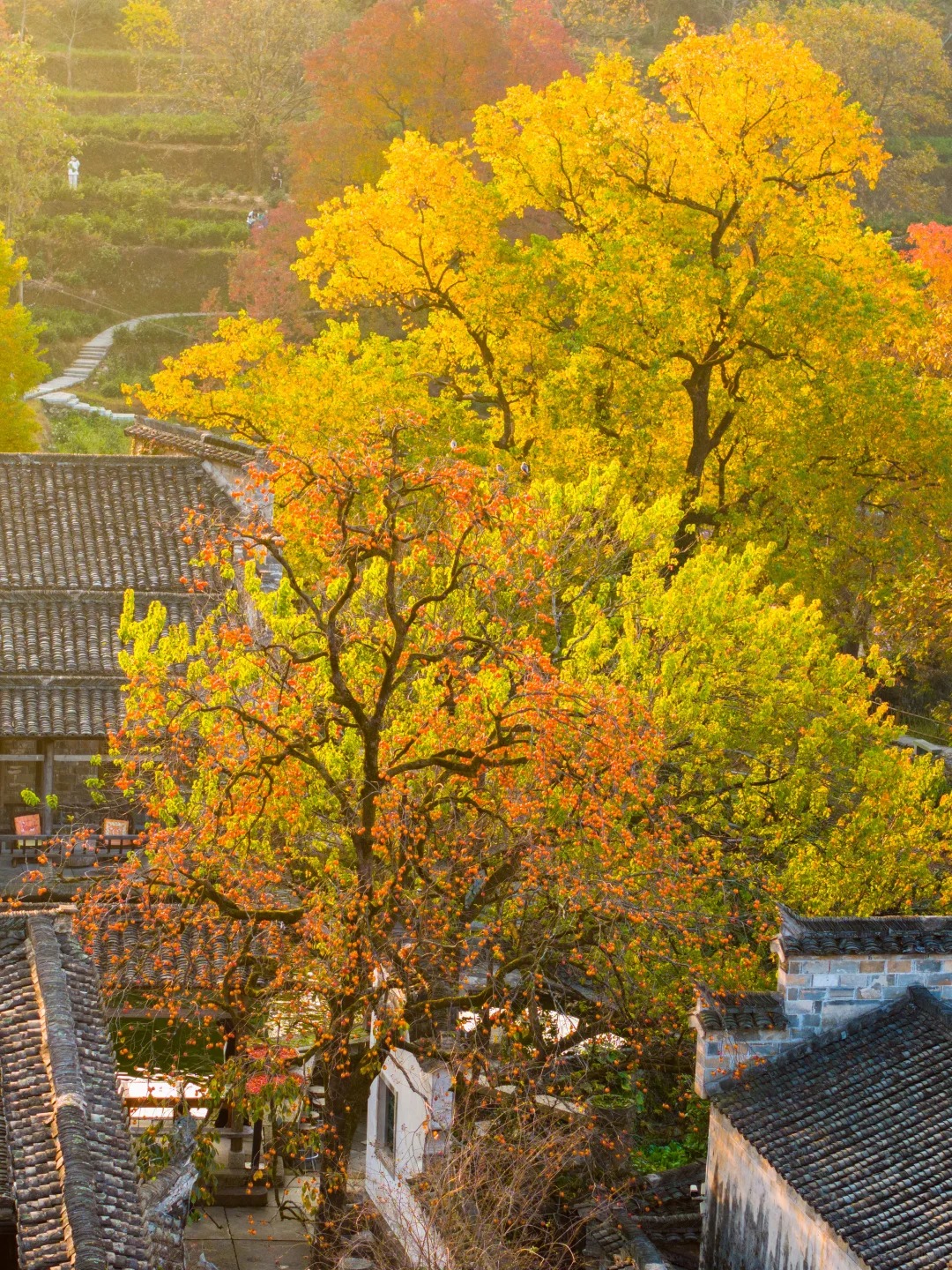 还想去第二次的赏秋圣地——塔川秋色❗️_6_无事有闲_安徽徽州-来自52tours 我爱旅游网